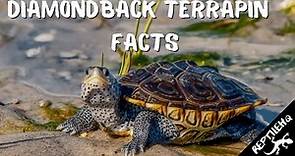 Diamondback Terrapin Facts and Information
