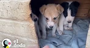 Rescate de tres perritos abandonados en una caja son rescatados | El Dodo