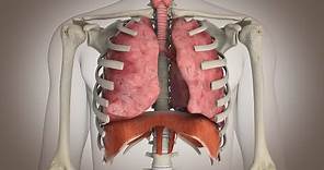 El funcionamiento del sistema respiratorio