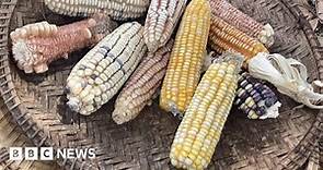 Why Kenya is turning to genetically modified crops - BBC News