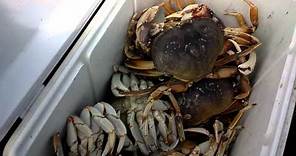 How to catch Dungeness crab from a boat in the bay.....crabbing Oregon