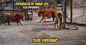 Tigre Siberiano el felino puro más grande del mundo | Siberian Tiger