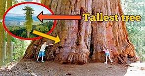 Giants of Nature Top 10 Biggest Trees of world