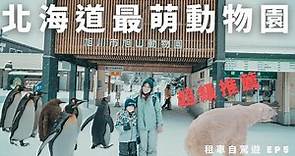 北海道最萌旭山動物園 | 超可愛企鵝遊行 讓所有人瘋狂 | 體驗雪地裡逛動物園 絕對是大推的行程 | 北海道 冬季自駕遊 EP5