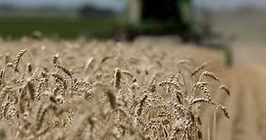 GMO Crops Don't Harm Human Health, Report Says