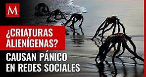 ¿Qué es eso? ‘Criaturas’ saliendo del mar causan PÁNICO en redes sociales