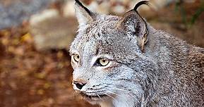 Animal Guide: Canadian Lynx