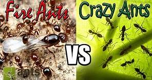 Flying Fire Ants vs Cloning Crazy Ants | Amazing Ant Reproduction