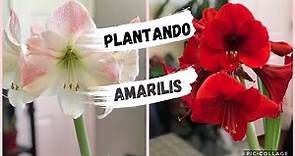 Cómo plantar bulbos de amarillis//amaryllis (hipeastrum) (azucenas)(lirios)