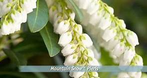 You'll love Mountain Snow Pieris from Southern Living -- Winter Blooms & Year-Round Garden Interest