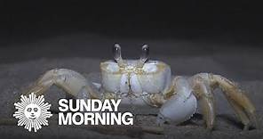 Nature: Ghost crabs