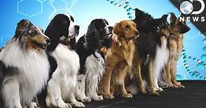 How Are New Dog Breeds Created?