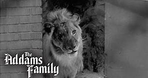 Kitty Kat Gets A Visit From A Vet | The Addams Family