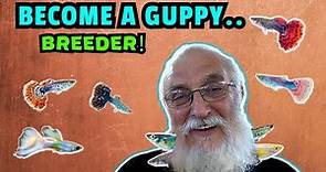 Become A Guppy Breeding Pro: How To Breed Prize-winning Fish!