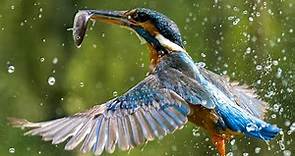 Close-Up: The Kingfisher