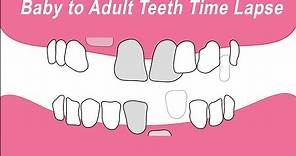 Baby Teeth to Adult Teeth Time Lapse Animation