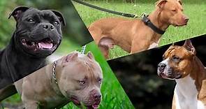 Which Bully Breed is BEST to own? (American pit bull terrier, American Bully, Amstaff, Staffy)