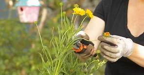 How to Trim Coreopsis : Garden Space