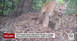 Owners heartbroken after mountain lion kills family cats