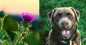 Milk Thistle for Dogs: Benefits and Uses