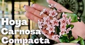 Hoya Carnosa Compacta // Care Propagation And Blooms