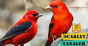 Scarlet Tanager - Facts About The Striking Scarlet Tanager Bird