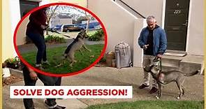 How to Solve Dog Aggression! (Dog Nation)