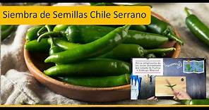 Como sembrar Chile serrano | Germinación de Semillas Chile Serrano | Chile picante