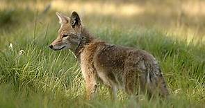 Coyote: características, hábitat, alimentación, reproducción