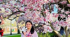 The Beautiful Magnolia FlowerTree In Full Bloom 🌸🌸🌸| Magnolia Flower Tree | Spring Flower