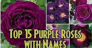 62 - Top 15 PURPLE ROSES with name || Around the world || Floral Gardening