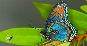 RED SPOTTED PURPLE BUTTERFLY