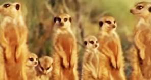 Meerkat Family in Africa | BBC Studios