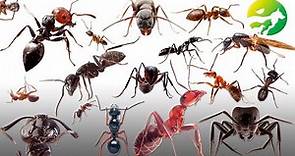 Learn The Ants Classification - Characteristics of Animals