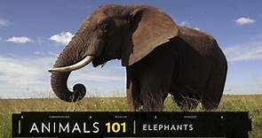 Watch: Elephants 101