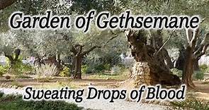 Garden of Gethsemane, Church of All Nations, Jesus Sweating Drops of Blood, Mt. of Olives, Israel