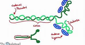 Fisiología - Contracción Muscular (Parte 3) Miosina histología y función