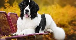 Landseer Newfoundland