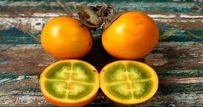 ⟹ Naranjilla aka lulo ♕ Nectar of the gods ♕ Solanum quitoense