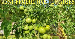 My MOST PRODUCTIVE TOMATO Varieties! [And 4 Varieties To Avoid]