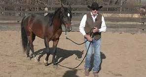 Aequitas Arabian Stallion Training Part 10 First Time Picking Up His Feet