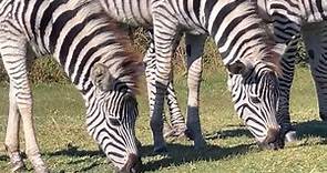 grazing zebras : a closer look into eating and chewing patterns of zebras