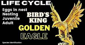 King of Birds: Golden Eagle(Aquila chrysaetos) life cycle