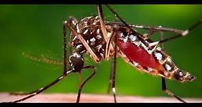 ¿Qué es el dengue?