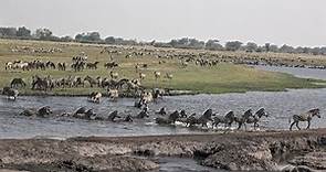Botswana Chobe National Park morning safari