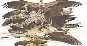 Old World Vultures - All Vultures - Species List