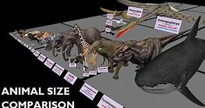 Animal Size Comparison 3D