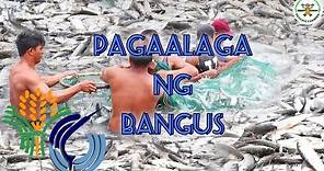 Milkfish farming in the Philippines | bangus farming in the Philippines | Happy Farmer | BFAR