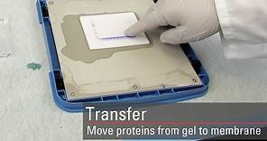 Transfer proteins to the membrane for Western blot analysis