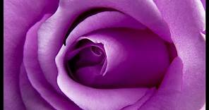 beautiful,purple colour rose flowers